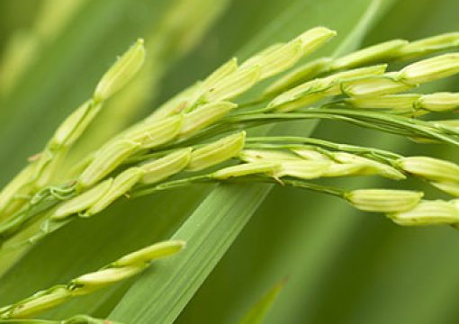 Microbebio Feed the World