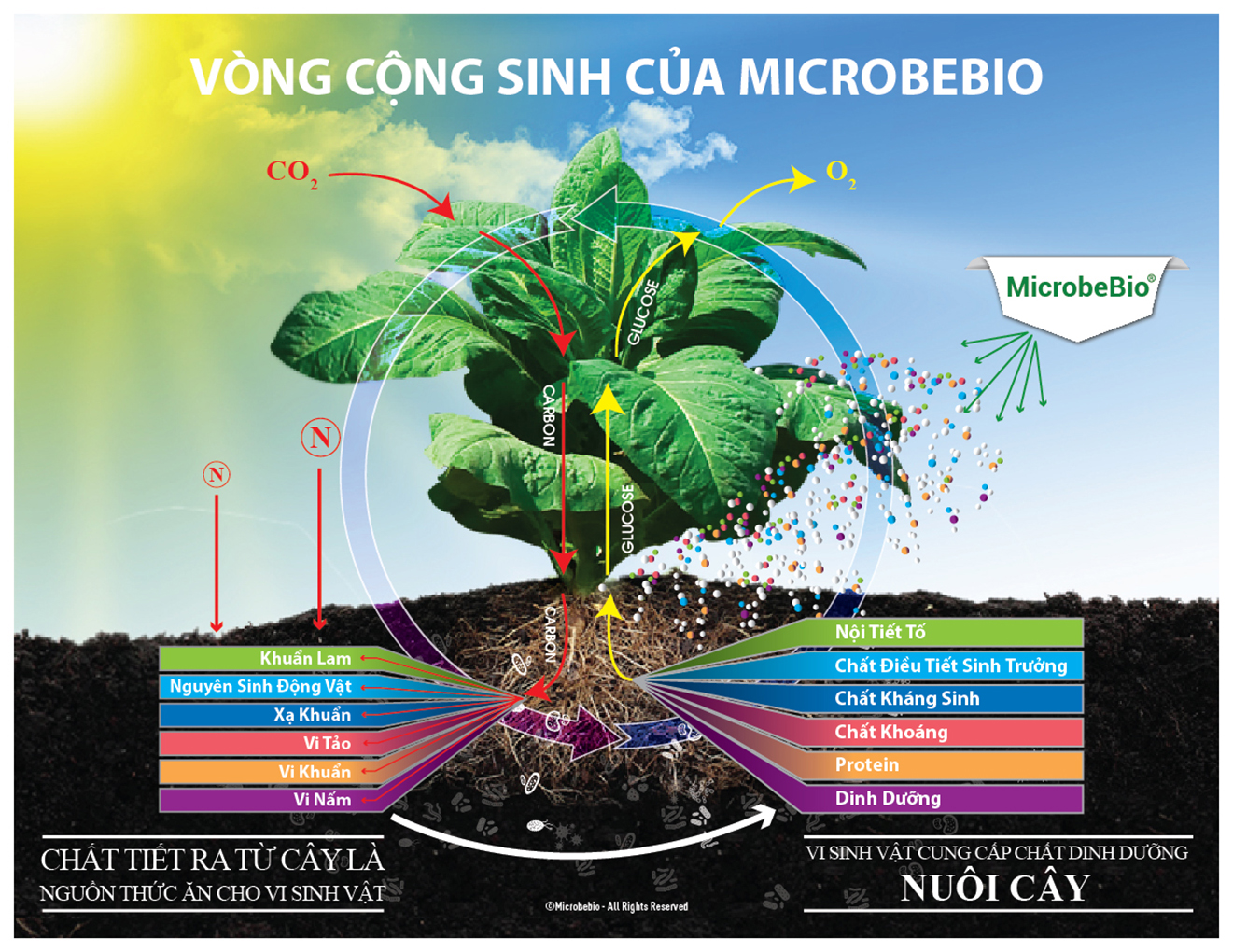 THE SYMBIOTIC CYCLE - VIETNAMESE
