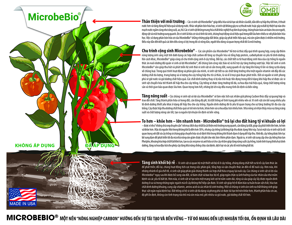 MICROBEBIO - BROCHURE - VIETNAMESE - PEPPER