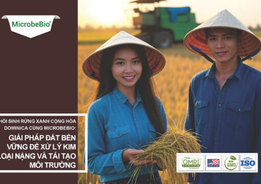 Tương tác Vi sinh – Thực vật: Giải pháp tự nhiên cho xử lý kim loại nặng