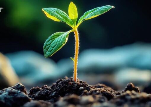 MicrobeBio:  Hồi sinh đất, xanh lại rừng Việt Nam