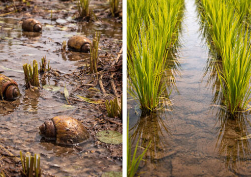 Giải pháp bền vững cho sinh vật ngoại lai xâm hại