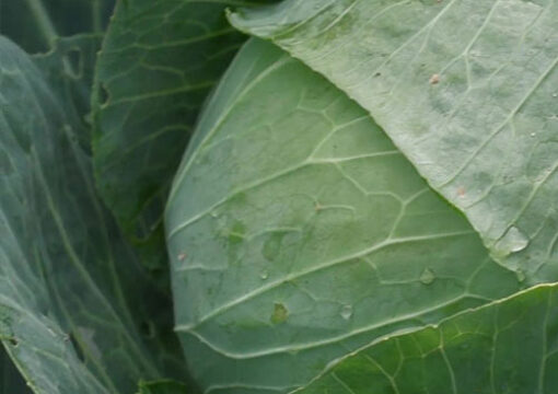 Microbebio Application for CABBAGE Yield